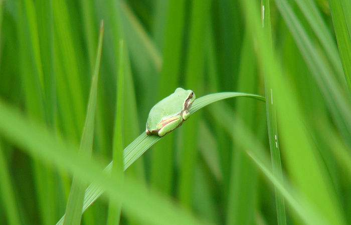 謙信の郷,アマガエル